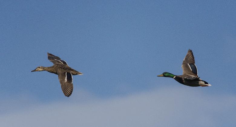 Megszűntek a madárinfluenza miatt korlátozott körzetek Magyarországon
