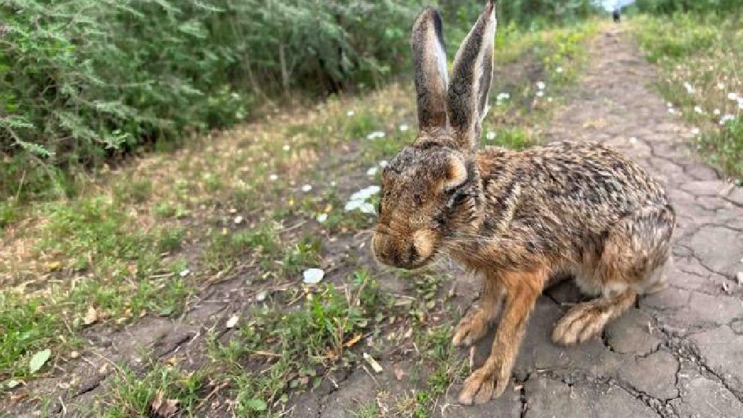 Fotó: Pesti József, Dufla Zalán