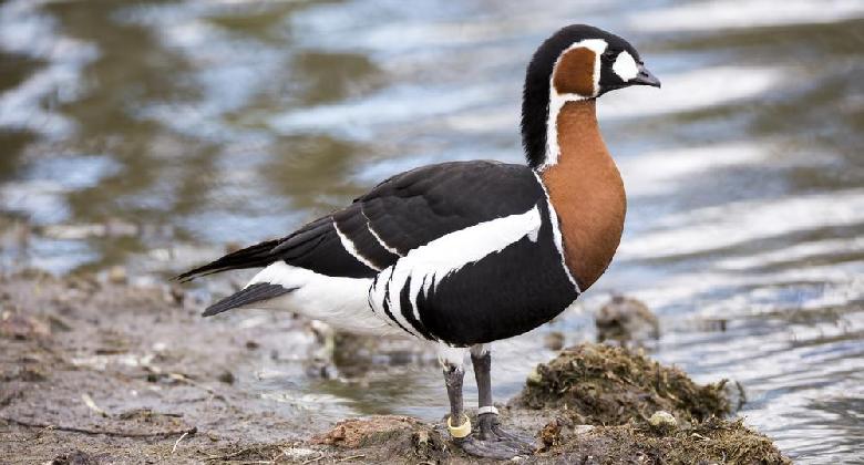 Scott kapitány fia él-hal a vadlibáért