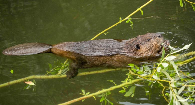 Vadászható lesz az eurázsiai hód Németországban?