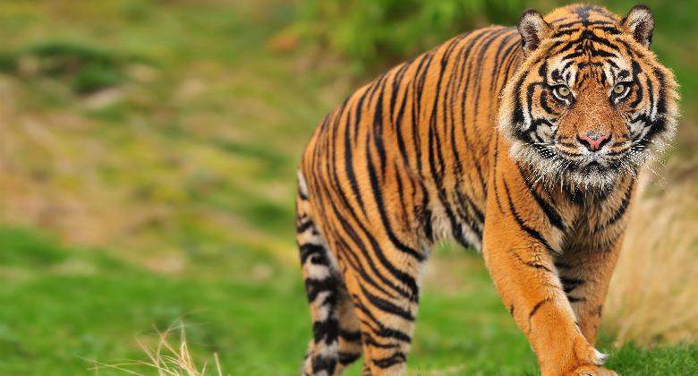 Csapdában pusztult el három súlyosan veszélyeztetett szumátrai tigris