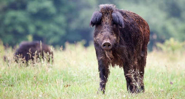 Vadászat a művészetben - A lógó fülű