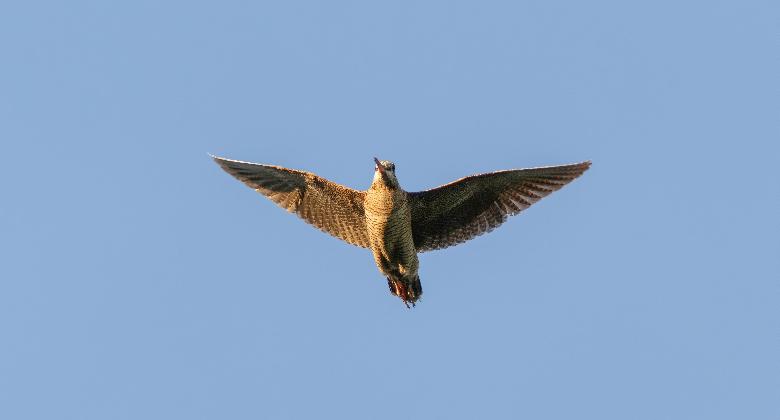 17 éves az Országos Erdei Szalonka Monitoring Program