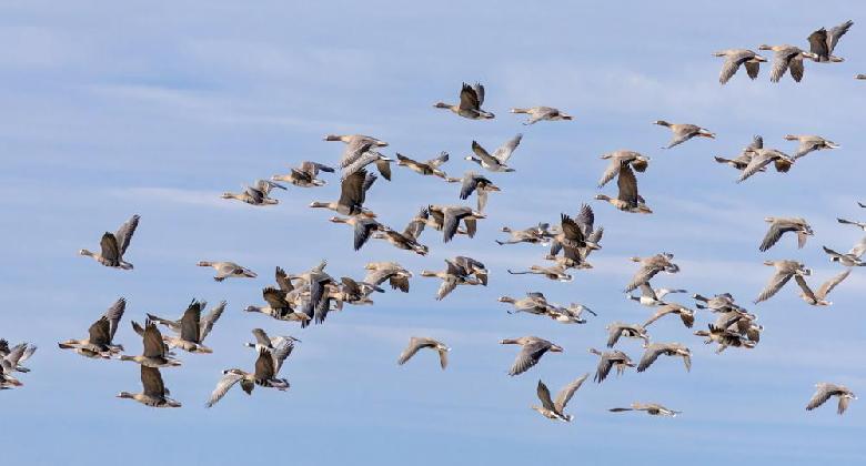 Izgalmas vendégjárás