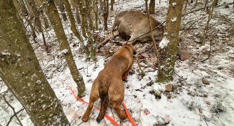 Füge az erdőben 22.