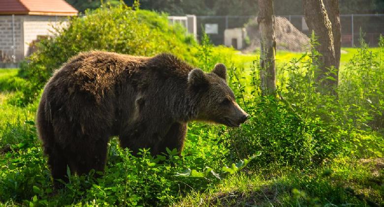 Romániában jóváhagyták a közel félezer medve elejtését engedélyező megelőzési kvótát