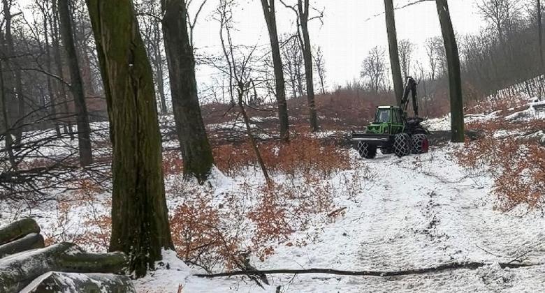 Mit jelent a fakitermelés az erdőlátogatóknak?