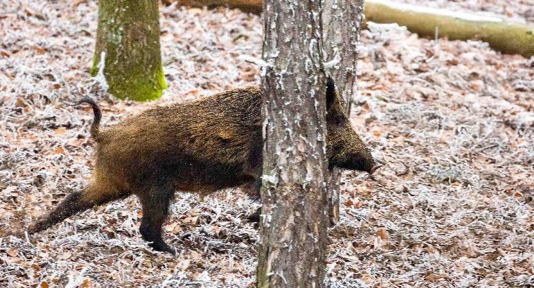 Korosbításra nincs, a terítékre annál inkább van igény