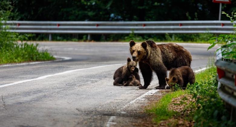 Tánczos Barna: ötvenszeresére nőtt a medvék okozta károk száma