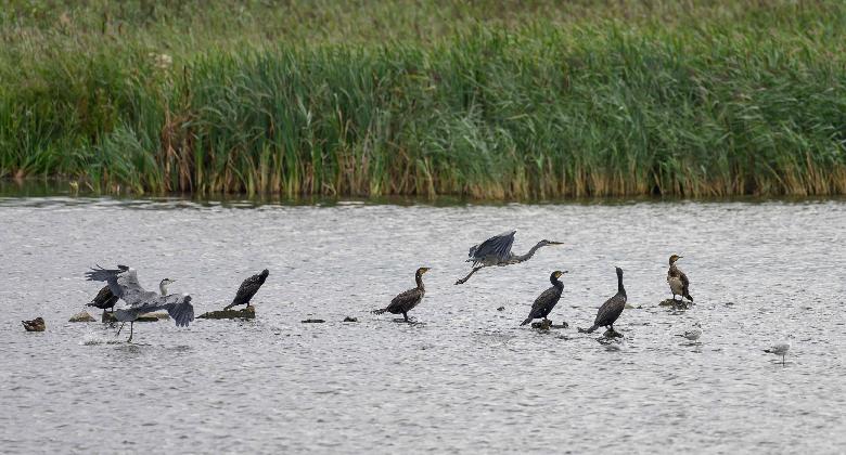 Tavasz a Duna-szigeteken (1934)
