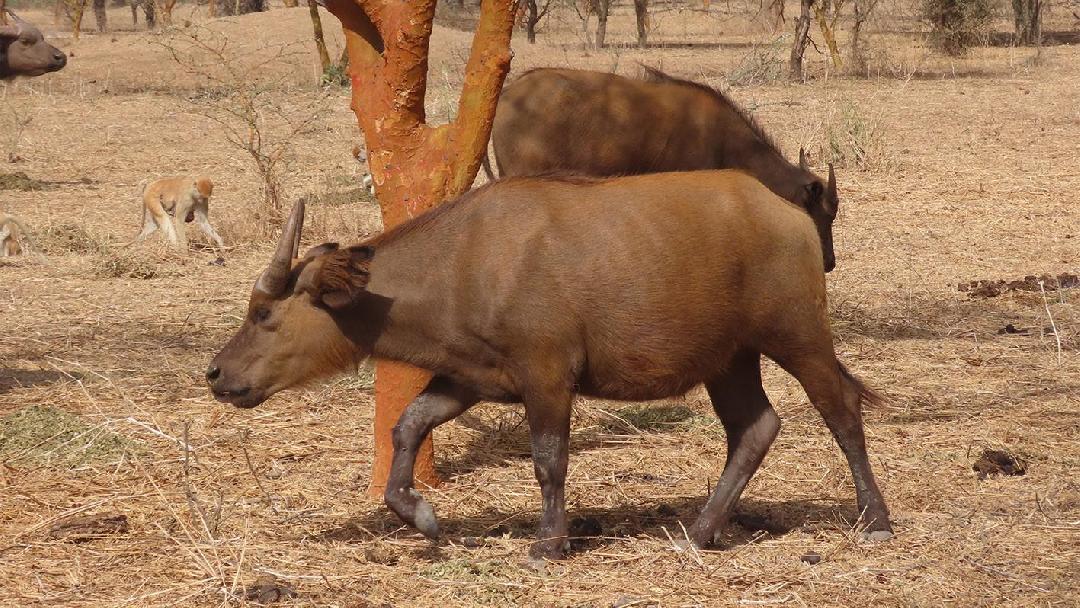 A Nyugat- és Közép-Afrikában élő kafferbivalyt ma már külön fajnak tekintik