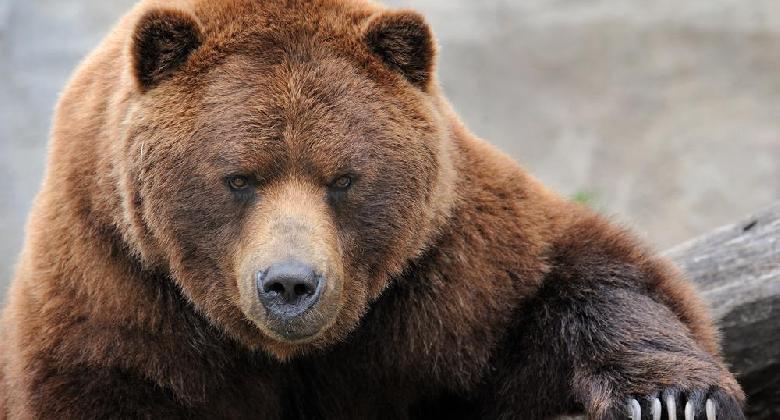 Medvevadászat Oroszországban (részlet)