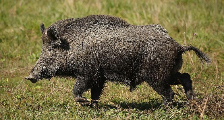 Megújult az ASP járványügyi képzés a vadászok számára