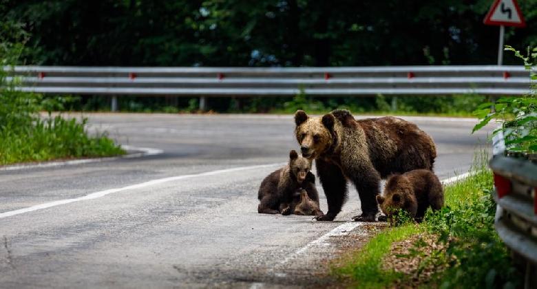 Jelentős kárt okoztak idén a medvék a székelyföldi Kovászna megyében