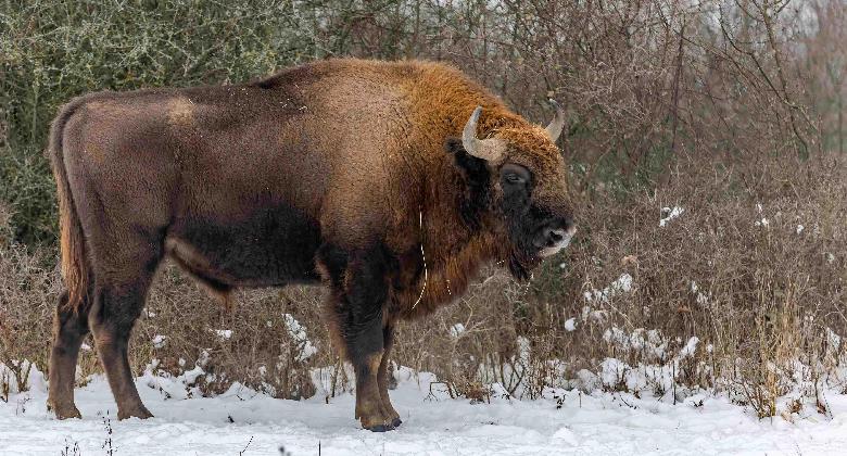 Újabb fejlesztések erősítik az Őrségi Nemzeti Park természetvédelmi őrszolgálatát