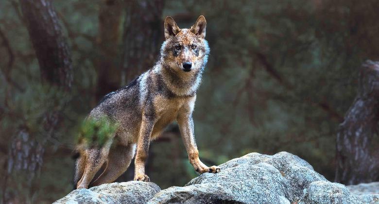 Tények a hazánkban élő farkasokról