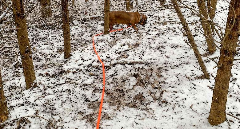 Füge az erdőben 21.