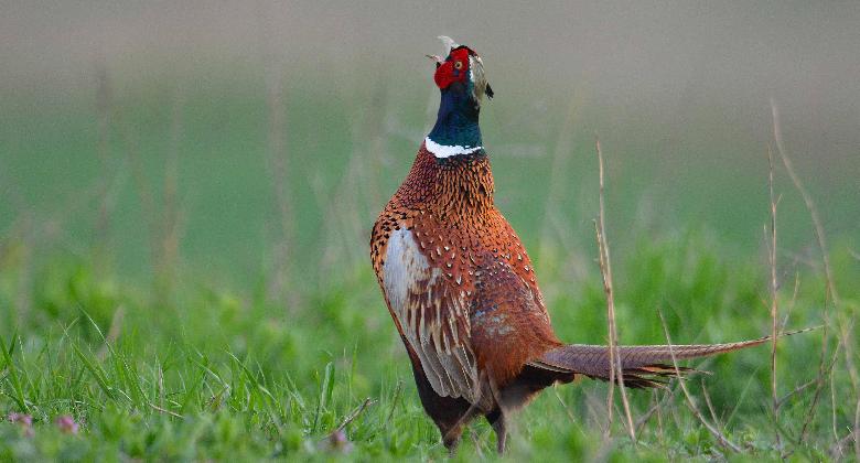 Kicsi és nagyon szerény vitám Sólyommal (1937)