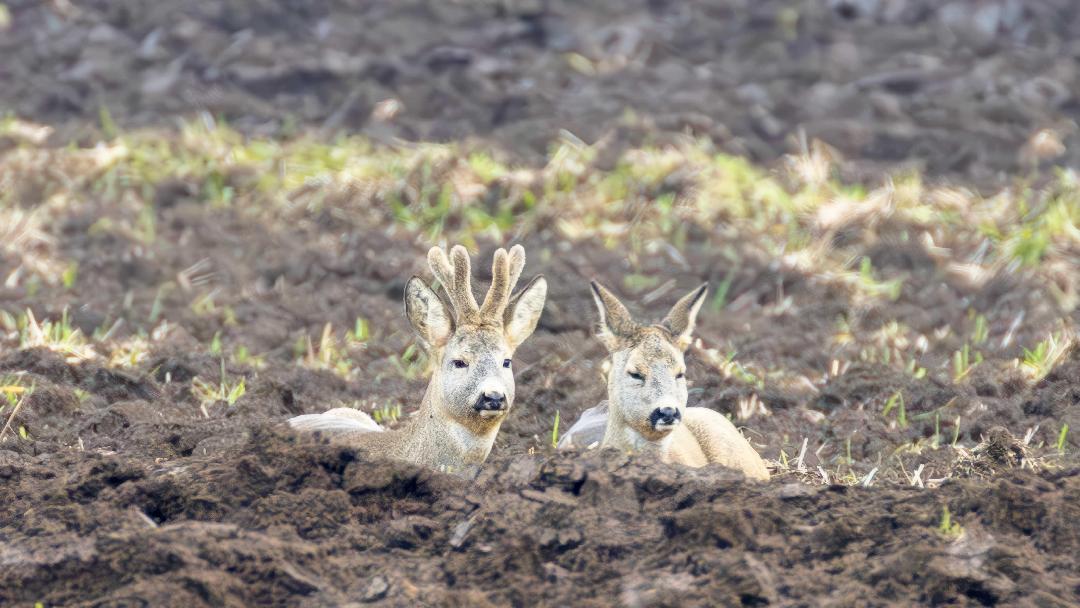 fotók: Orosz György