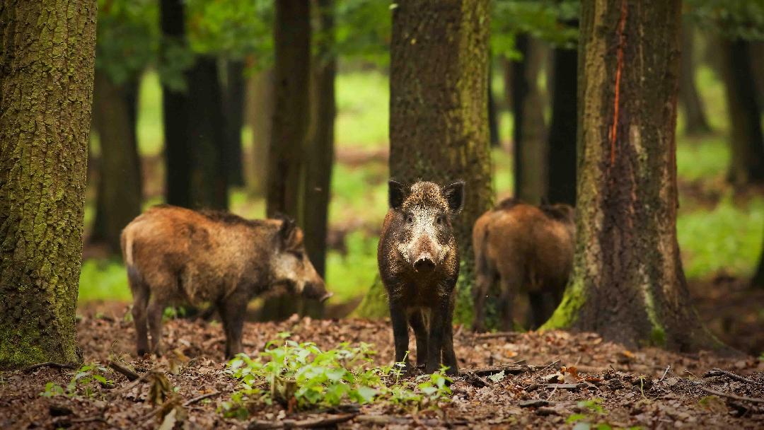 Illusztráció: Szigeti Edit