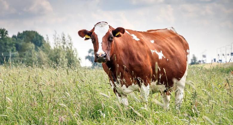 Az állategészségügyi előírásokat mindenkinek szigorúan be kell tartania