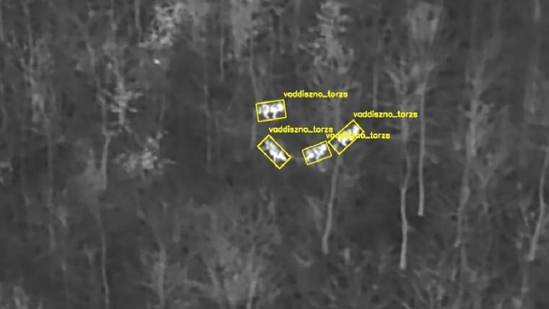Képosztályozott UAV felvétel egy vaddisznóállományról. Itt az osztályozás 4 kifejlett állatot tudott azonosítani