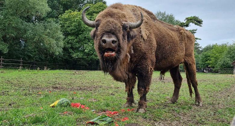 Nyári élmények a Körösvölgyi Állatparkban