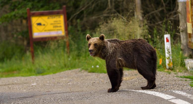 Megszavazták a veszélyes medvék eltávolítását