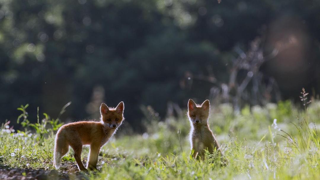 Illusztráció: Orosz György