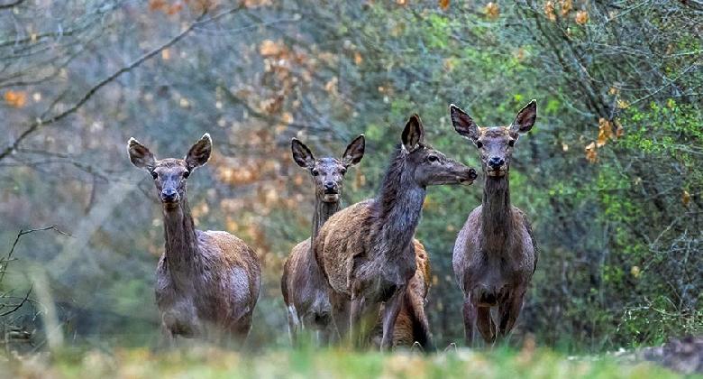 Riadalom az erdőben