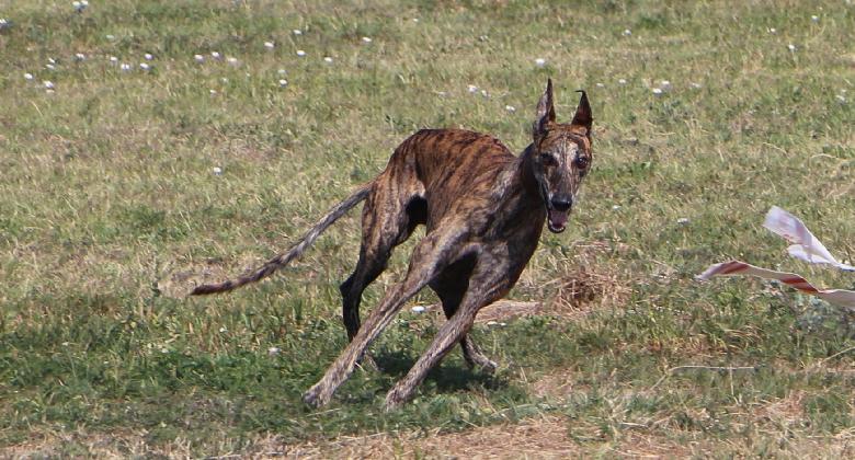 Magyar agárral vadkárban