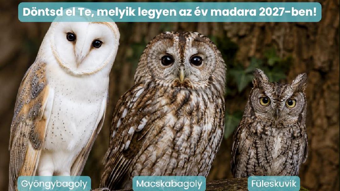 Fotó: Magyar Madártani és Természetvédelmi Egyesület