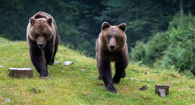 Több mint harminc medve él Marosvásárhely környékén