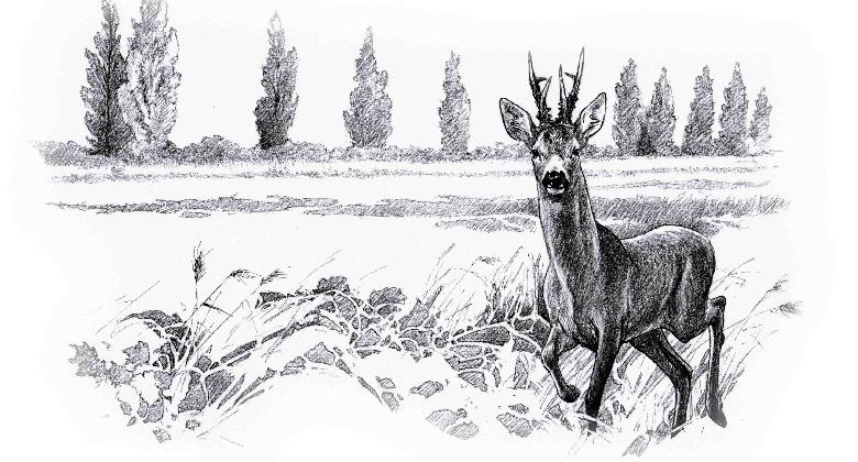 A Tisza-ártéri bak