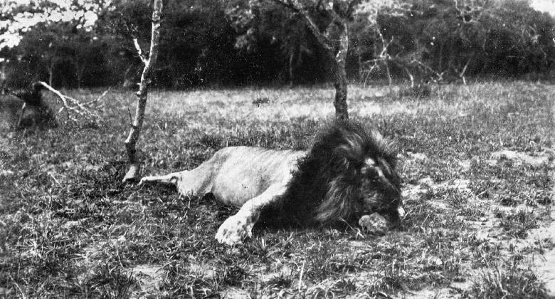 Szimba