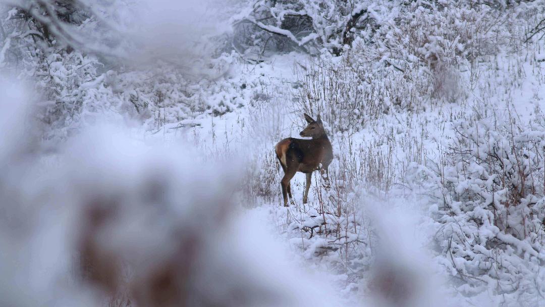 Fotó: ifj. Bóta István