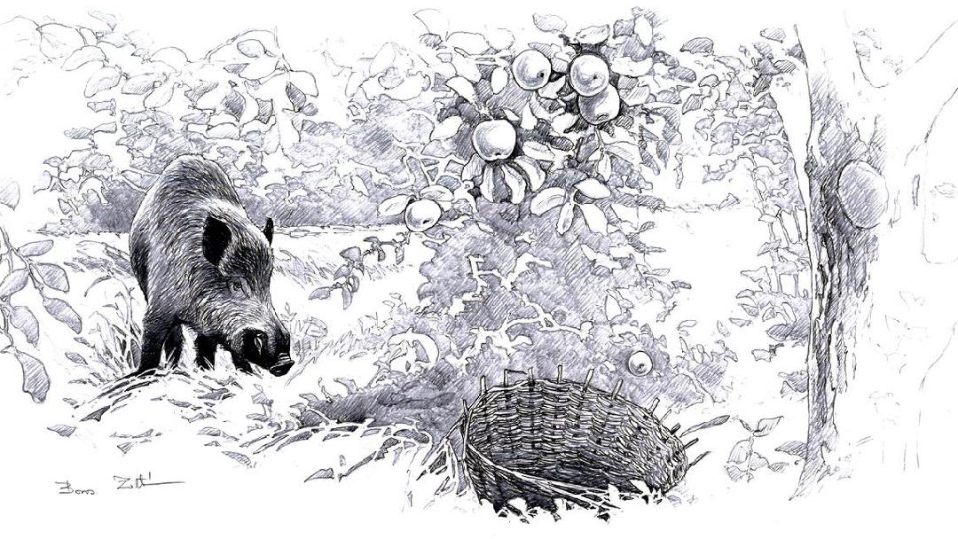 Illusztráció: Boros Zoltán