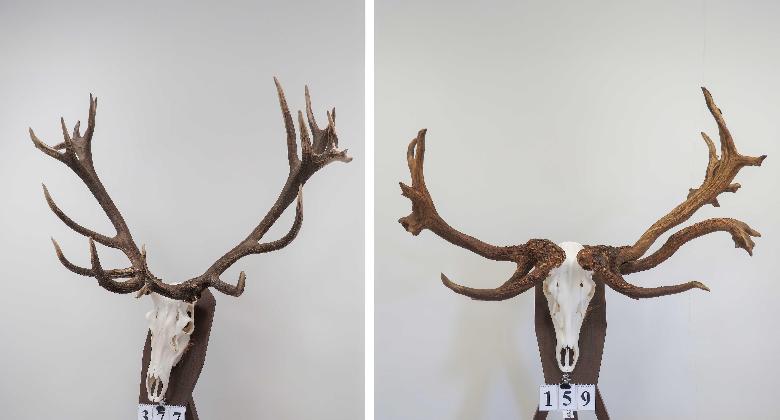 Virtuális tájegységi trófeaszemle a világhálón