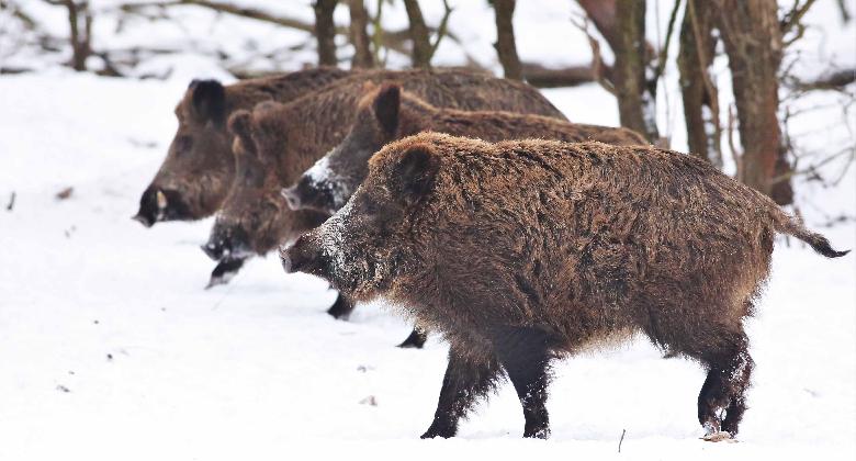 Új akcióterv a vaddisznóállomány szabályozásáról