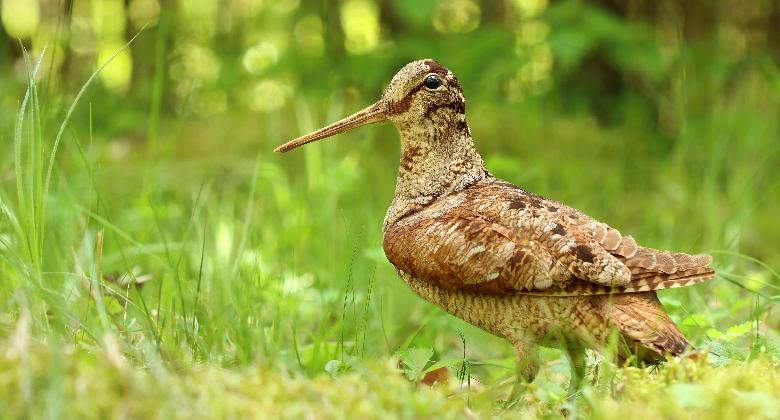 Az idei szalonkázások