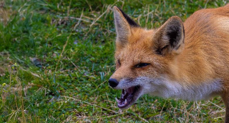 Veszett rókát találtak Szabolcs-Szatmár-Bereg vármegyében
