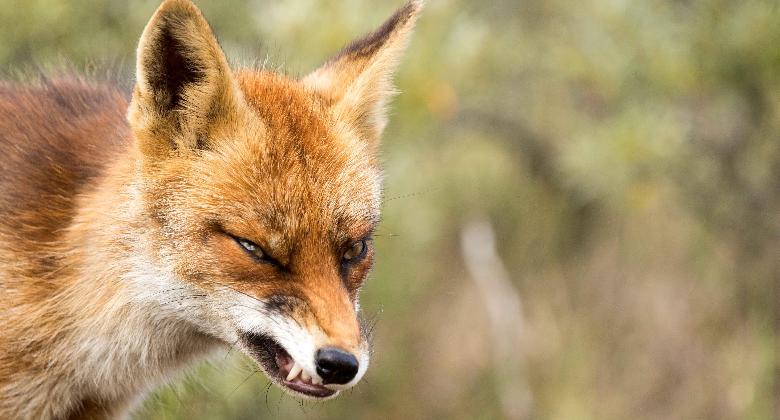 Minek ide a medve, ha van róka is! – sanyarú önvallomás a jelen világból