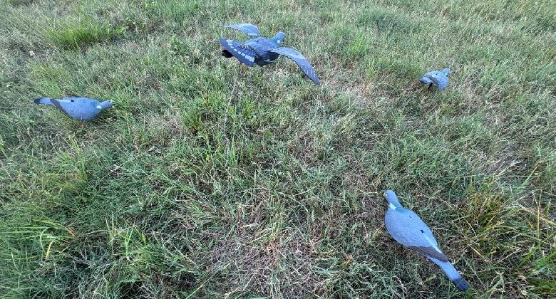Örvös galambról és balkáni gerléről másként