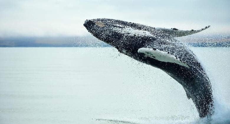 Vége a bálnavadászatnak Izlandon