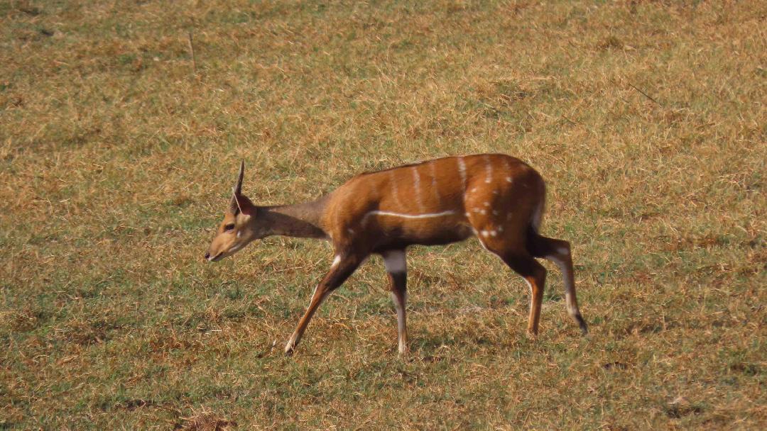 Ma már csak a Nyugat-Afrikában élő bozóti antilop viselheti a Tragelaphus scriptus nevet