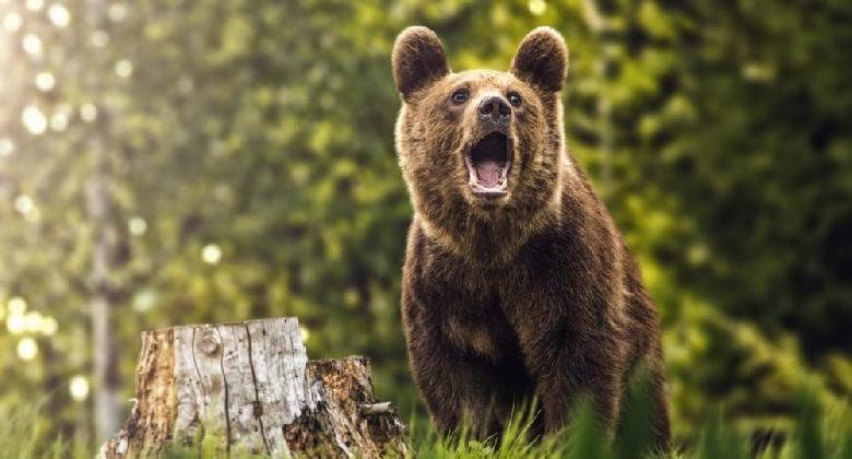 Szlovéniában lelőttek egy vadászra támadó medvét