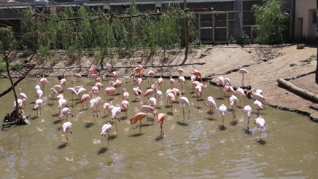 Kovács Zsolt - A szerző felvételei: A Madárvilág bemutatót mintegy hetven flamingó lakja