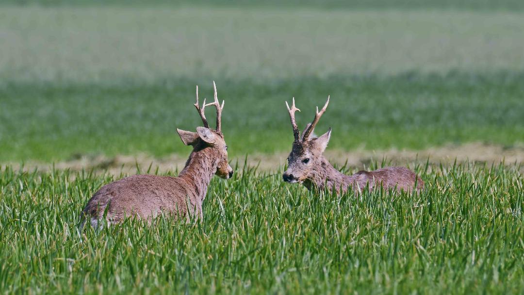 Fotó: Klép Sándor,