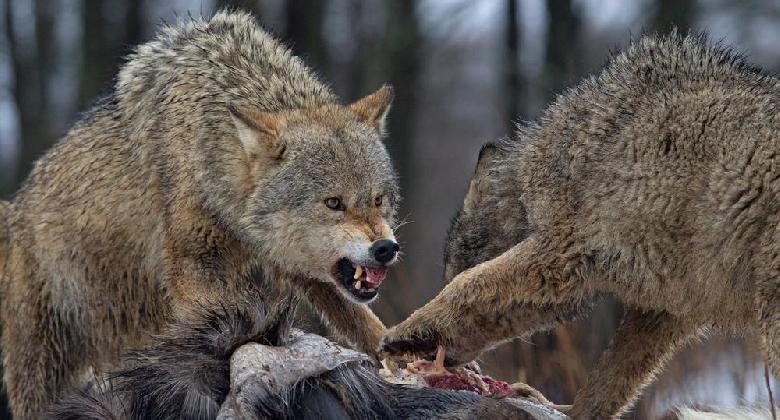  Farkasok Magyarországon – gyéríteni, de nem kiirtani