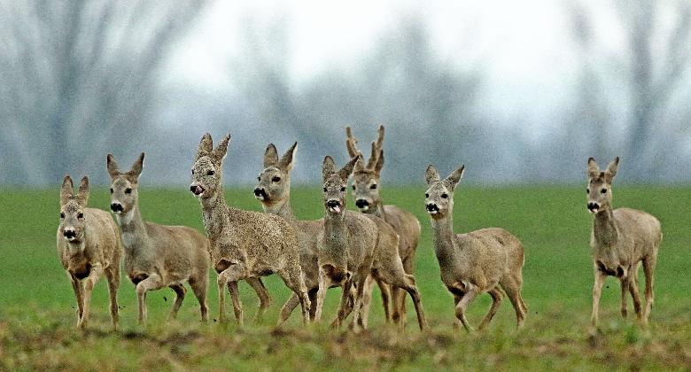 Vadászat a művészetben – „Régi történet”